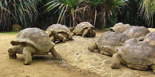 Crocodile giant tortoises park nature reserve (16)